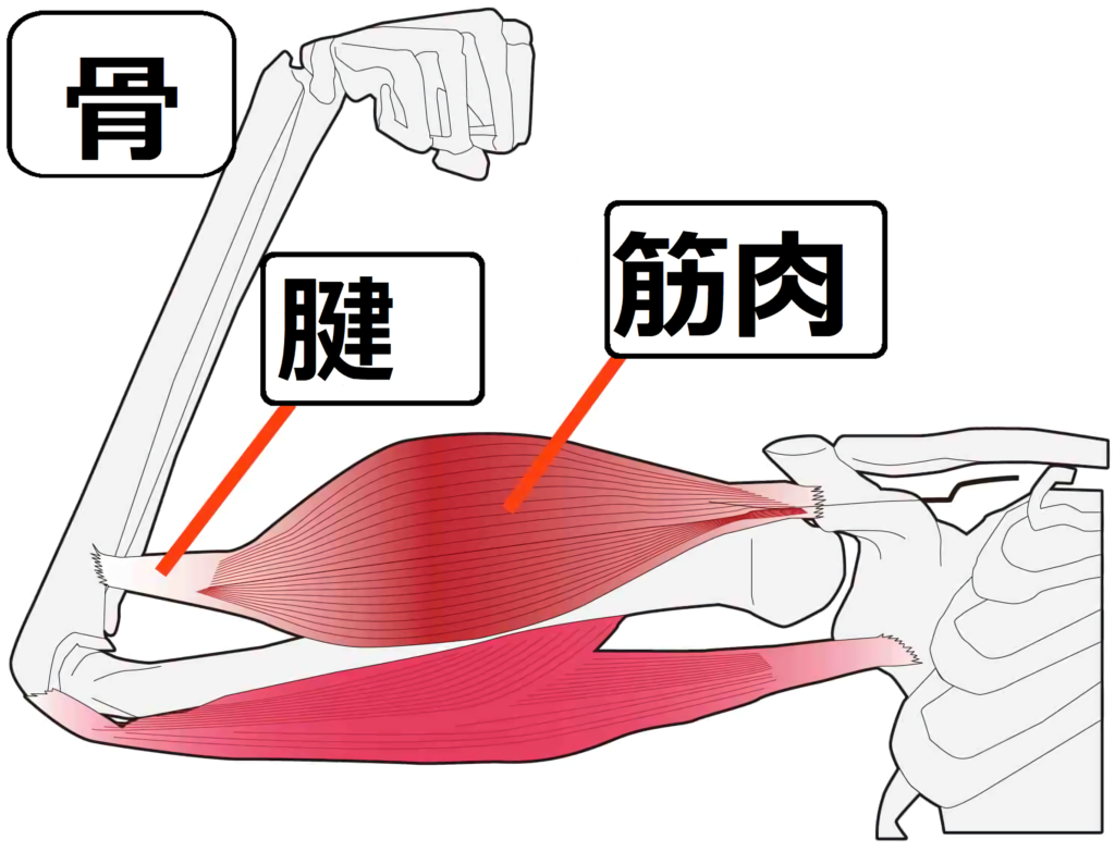 杉並区で腱鞘炎を改善するなら「なんば鍼灸院・整骨院」へ｜杉並区浜田山の「ビファイン鍼灸ラボ浜田山」